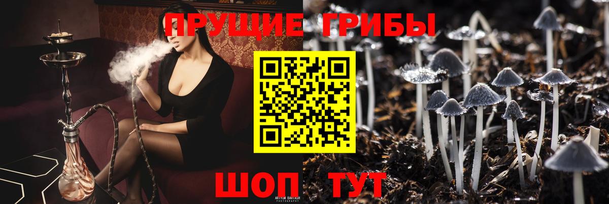 Псилоцибиновые грибы Psilocybe Зима
